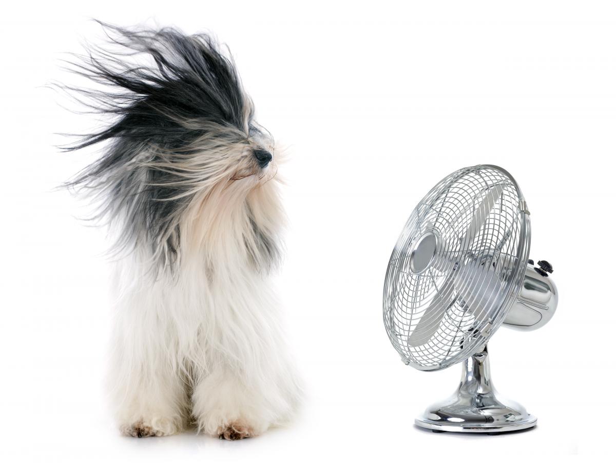 tibetan terrier with fan blowing