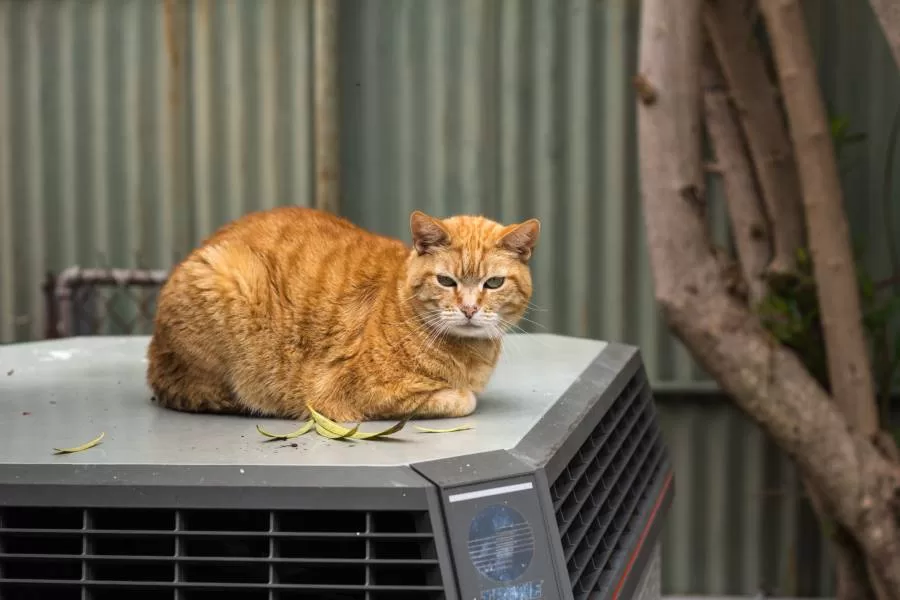 Professional AC Maintenance