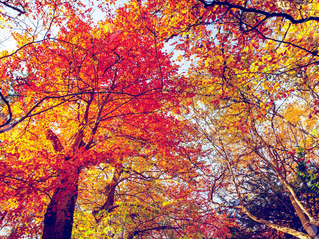Furnace Tune Up in Fall